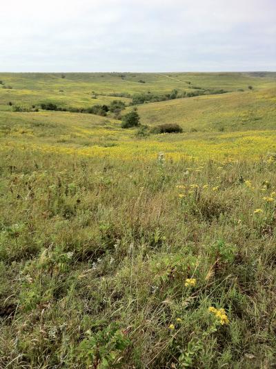 Konza Prairie (2 of 2)