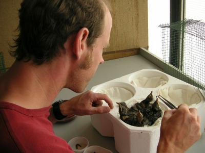 Hand Reared Blackbirds.