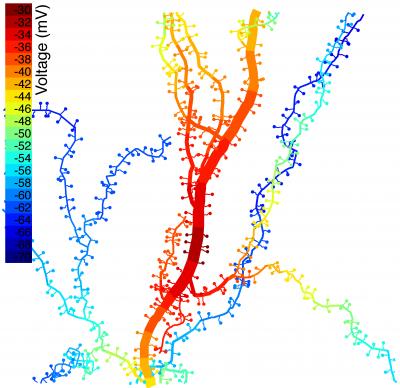 Computer Simulation Showing Color-Coded Voltage in a Portion of a Neuron’s Dendritic Tree