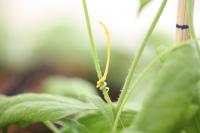 Parasitic Plant Dodder 2