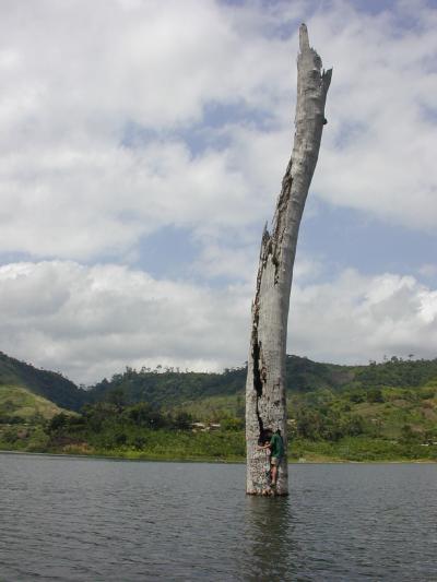 Scientist Collects Samples from Tree in Lake Bosumtwi, Ghana