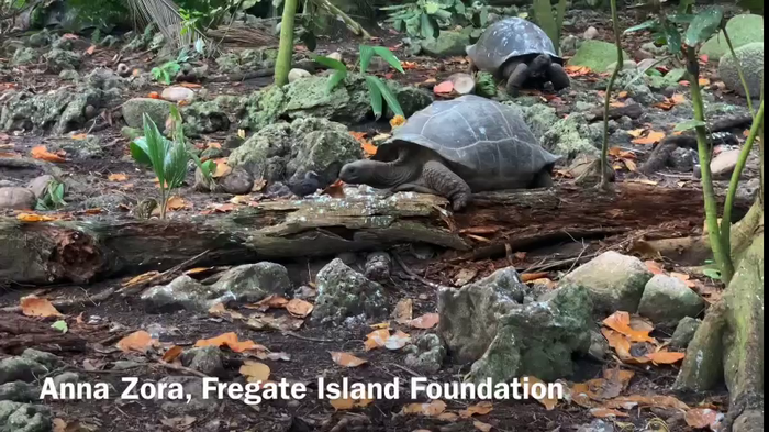 Tortoise hunting a tern chick