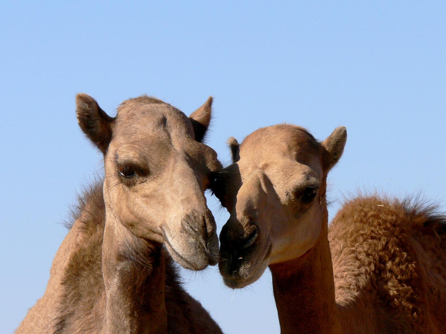 MERS Virus in Camels: Different Variations and a Vaccine