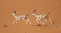 Sand Gazelles in Saudi Arabia