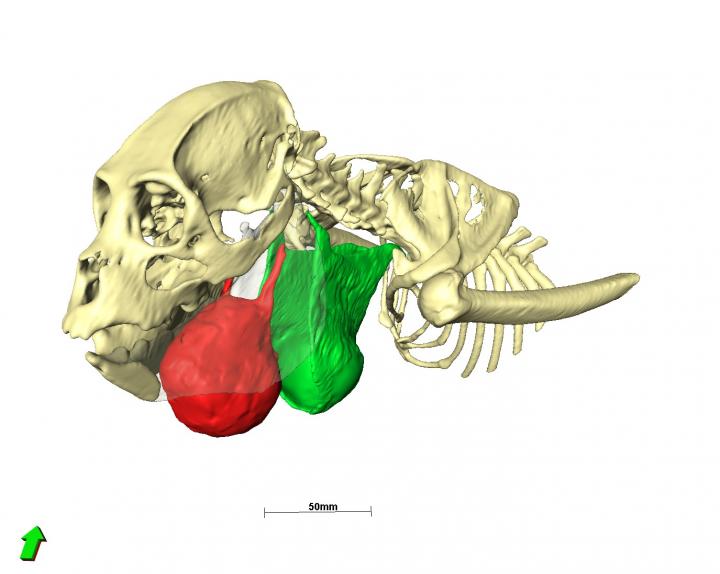 3-D Model of a Howler Monkey Head and Throat