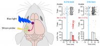 Effect of isoflurane on cortico-cortical synapses in genetically modified mice
