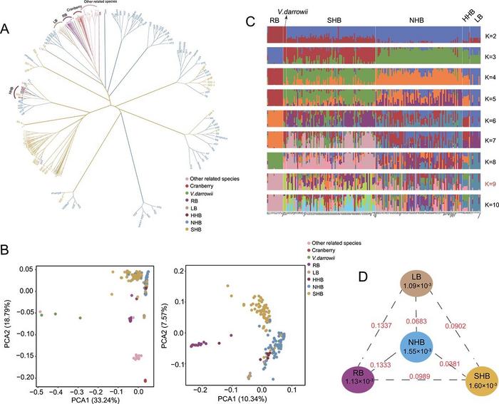 Population structure and genetic diversity of blueberry accessions.