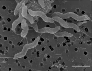 Campylobacter jejuni