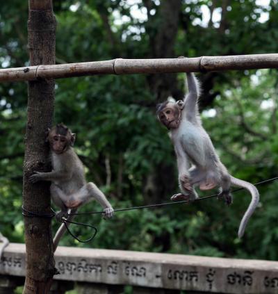 Young Male Temple Monkeys
