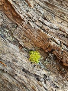 Older trees help to protect an endangered species