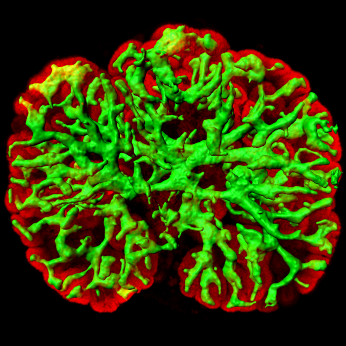 The 3D kidney generated from cultured mouse embryonic stem cells