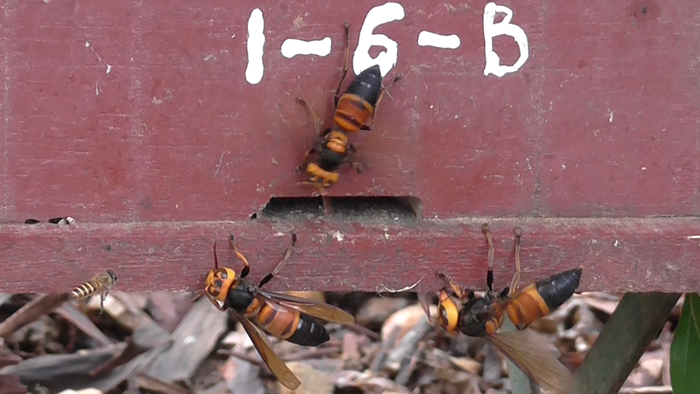 Giant "murder" hornets attack a bee hive