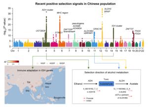 Recent positive selection signals in Han Chinese population