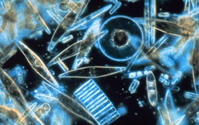 Image of Plankton (Diatoms) among Crystals of Annual Sea Ice in Mcmurdo Sound, Antarctia