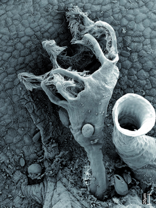 Close up image of a Kamptozoa