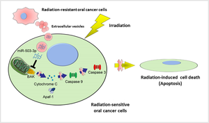 Mechanisms of radiation resistance acquisition in oral cancer cells.