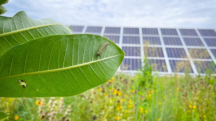 Monarch Caterpillar on a Leaf