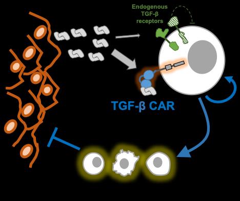 Cancer Immunotherapy Target Helps Fight Solid Tumors