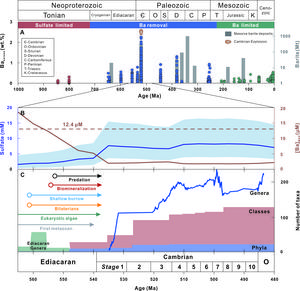 Barium removal and the Cambrian Explosion