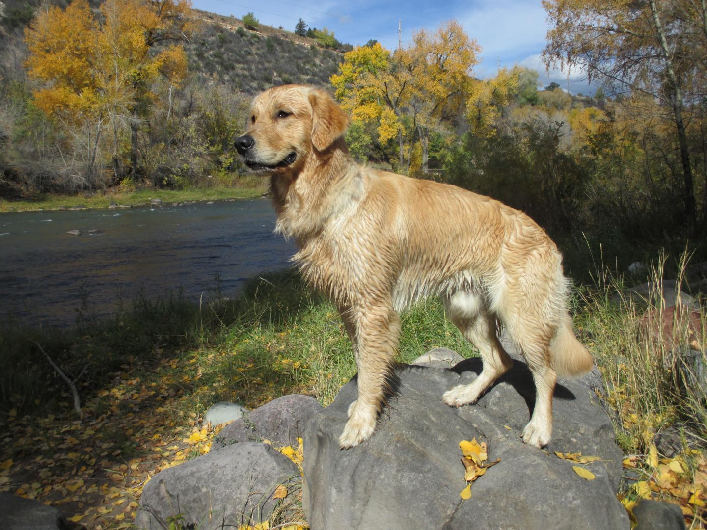 Blaze, Golden Retriever Lifetime Study Participant #3044