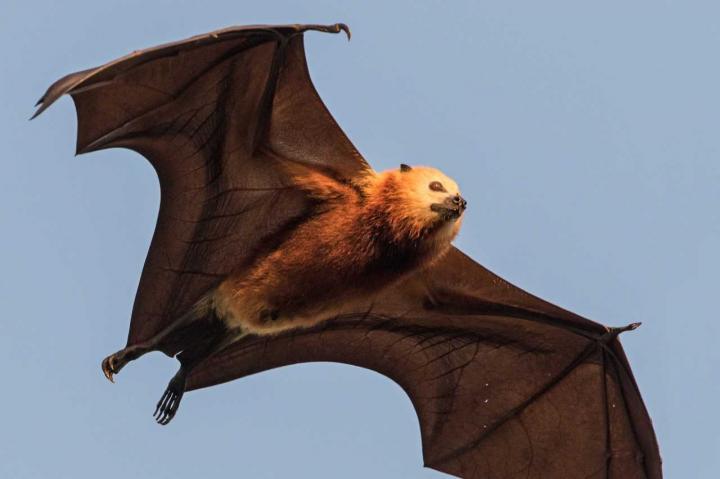 Mauritian Flying Fox Image