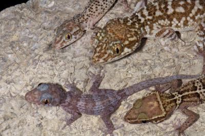 <i>Paroedura</i> Ground Geckos