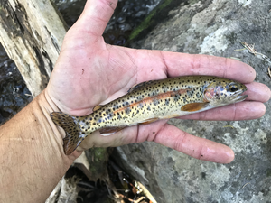 O. mykiss calisulat, trout