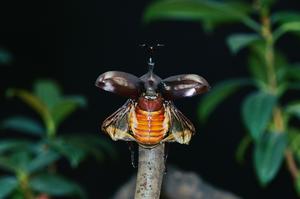 Rhinoceros beetle ready for a flight