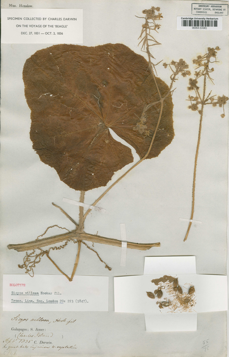 Specimen collected by Charles Darwin