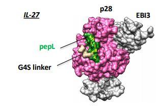 Purdue Protein Cancer Therapy