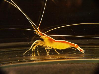Cleaner Shrimp <I>Lysmata amboinensis</I>