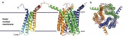 LTC4 Synthase Overall Structure