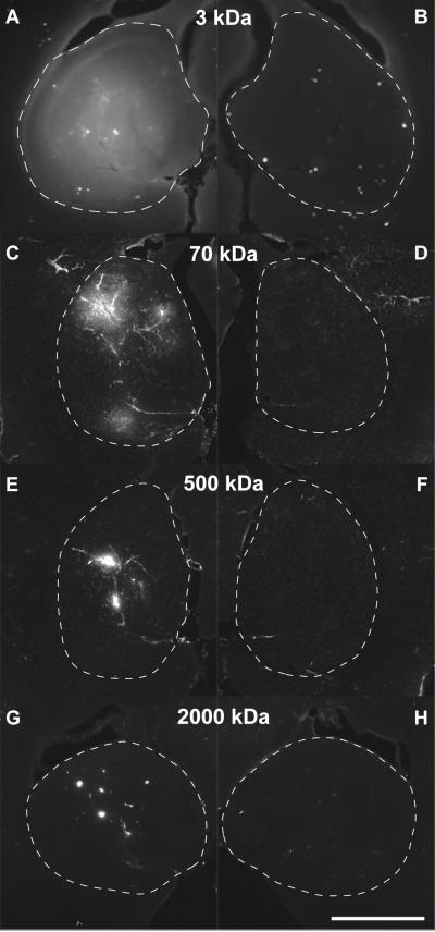 Fluorescence Images of the Murine Hippocampus