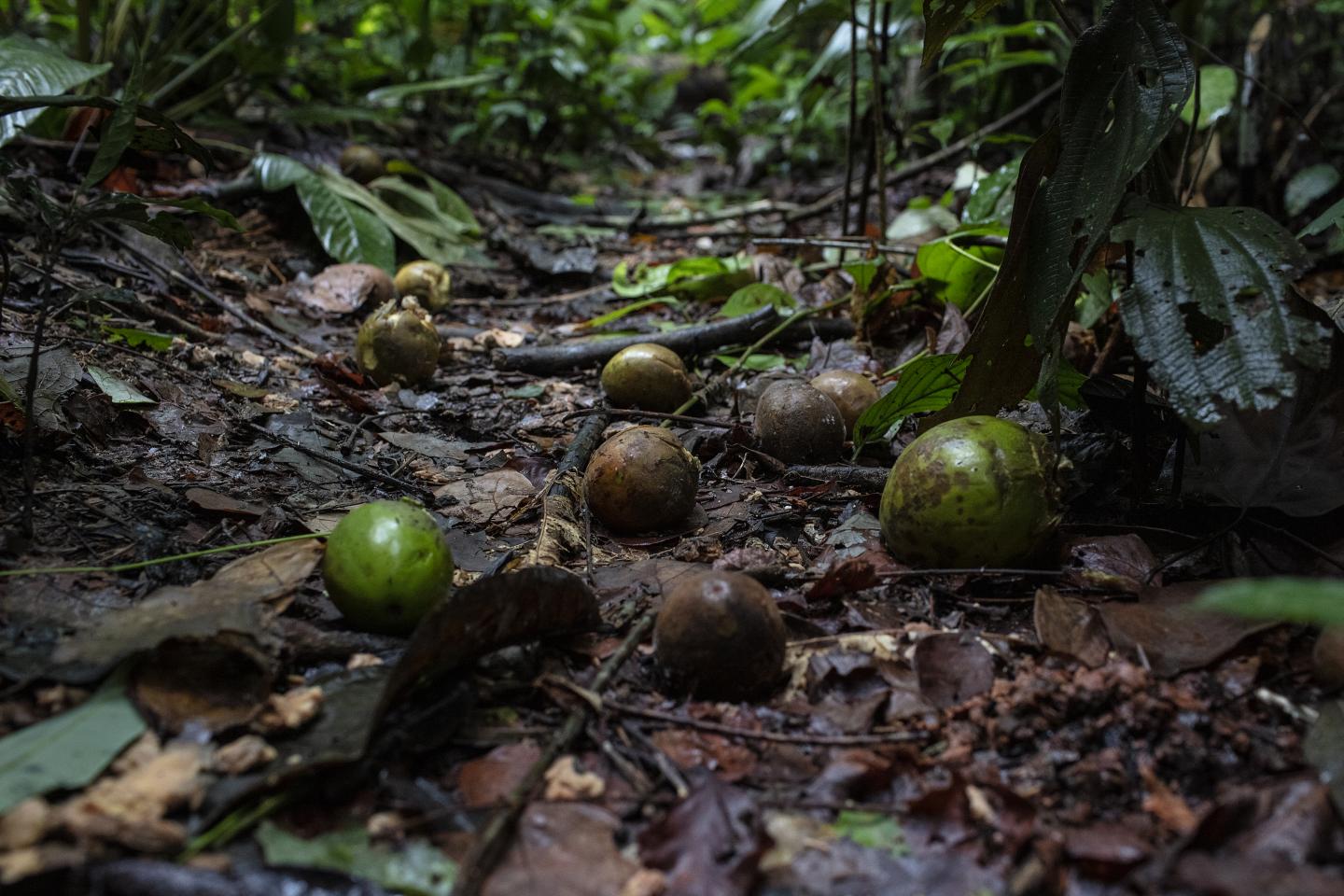 Fruits on the Forest Floor 2 (Marizilda Cruppe, Rede Amazônia Sustentável)