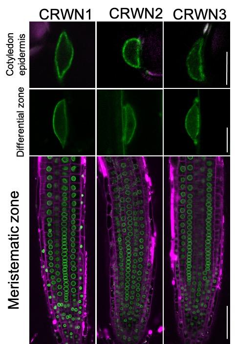 Fluorescent Confocal Microscopy Images of 8-Day-Old <em>Arabidopsis thaliana</em> Roots