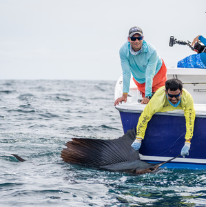 Researchers Secure Sailfish for Sat Tag
