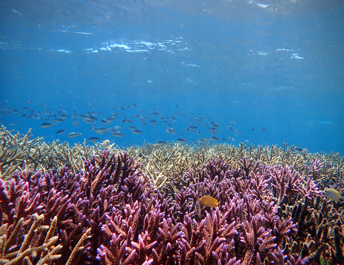A healthy coral reef
