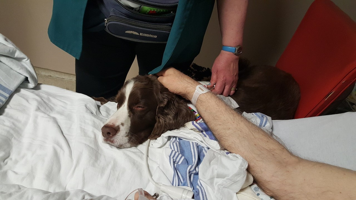 Murphy the dog on a hospital bed