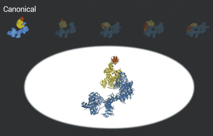 Transcription Factor DNA Binding