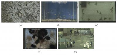 Assessing the Collective Behavior of 5 Species