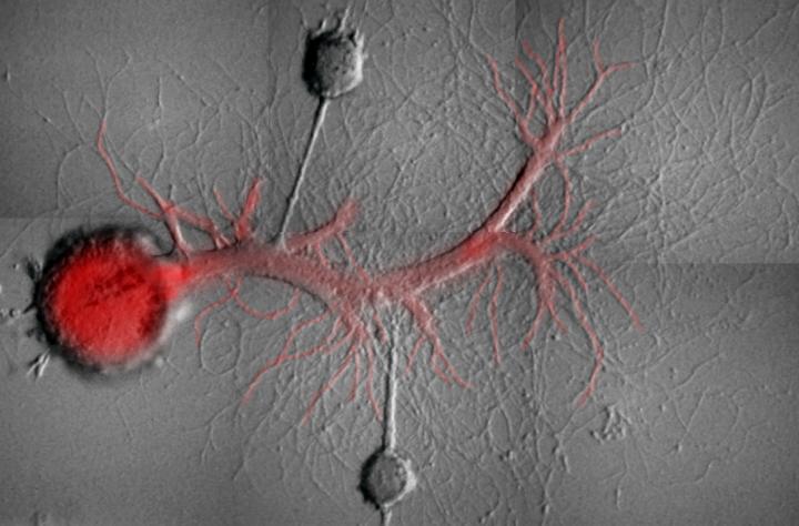 Aplysia Neurons