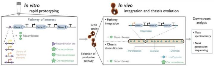 In Vitro and in Vivo SCRaMbLE-in Methods