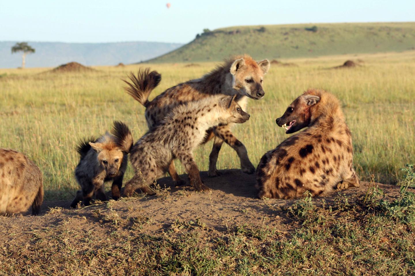 A Coalition of three Young Spotted Hyenas Elicits a Submissive Response from a Larger Groupmate