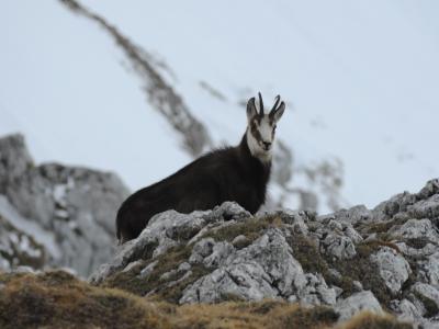 Chamois Had Pneumonia