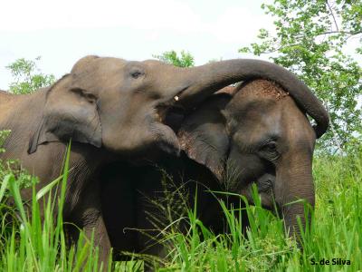Asian Elephants