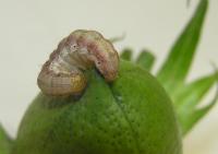 <I>Helicoverpa zea</I> on a Cotton Boll