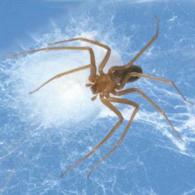 Brown Recluse Spider