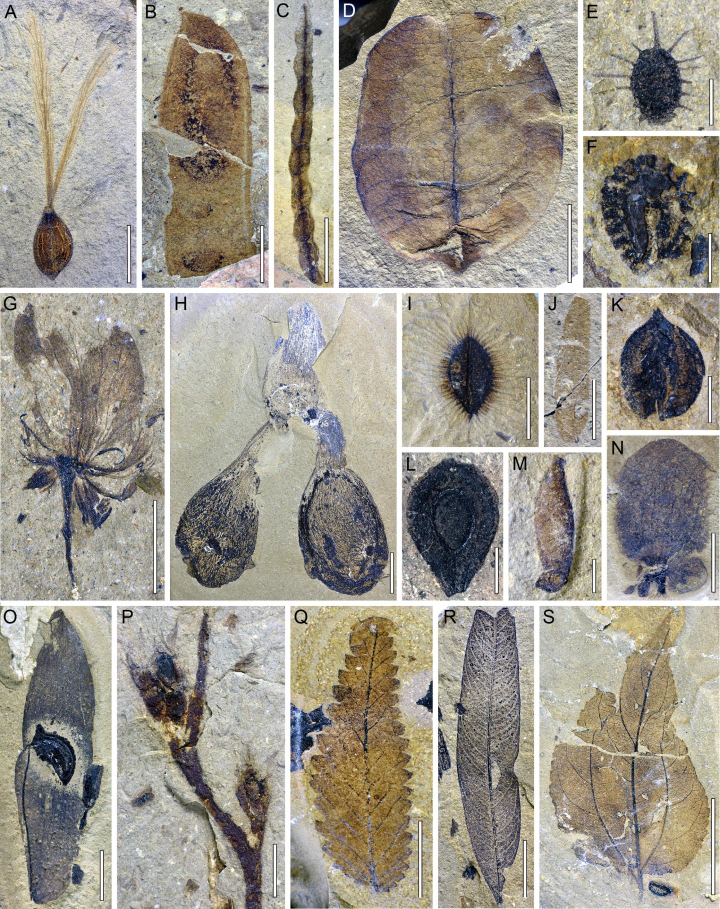 Selected fossil plant taxa