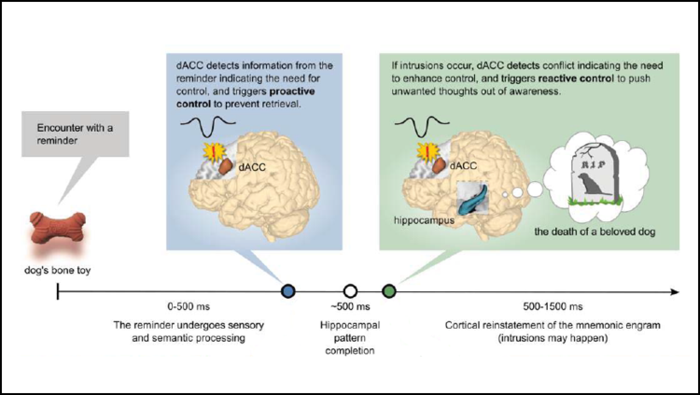 The Brain Employs an Alarm System to Suppress Intrusive Thoughts