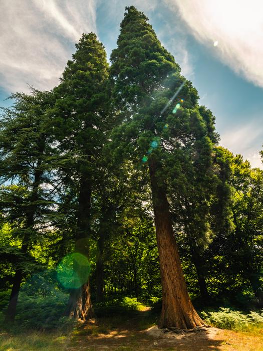 Wakehurst Horsebridge Woods, Visual Air © RBG Kew July 2022